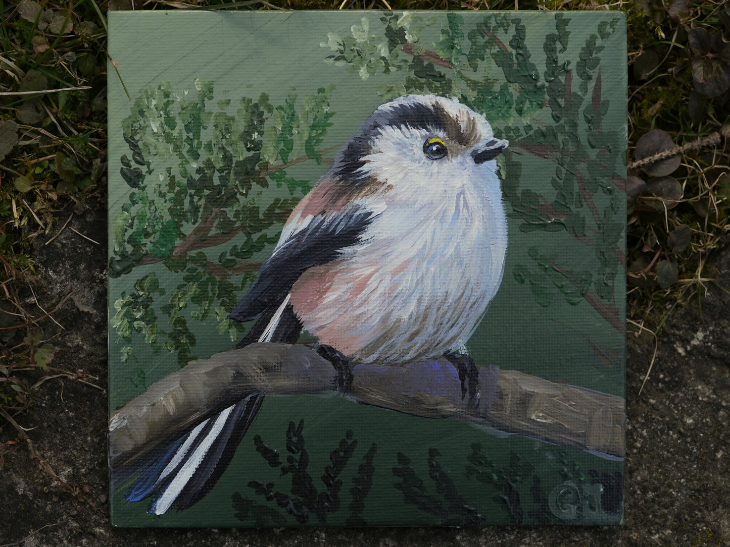 001/26 Schwanzmeise Lilli