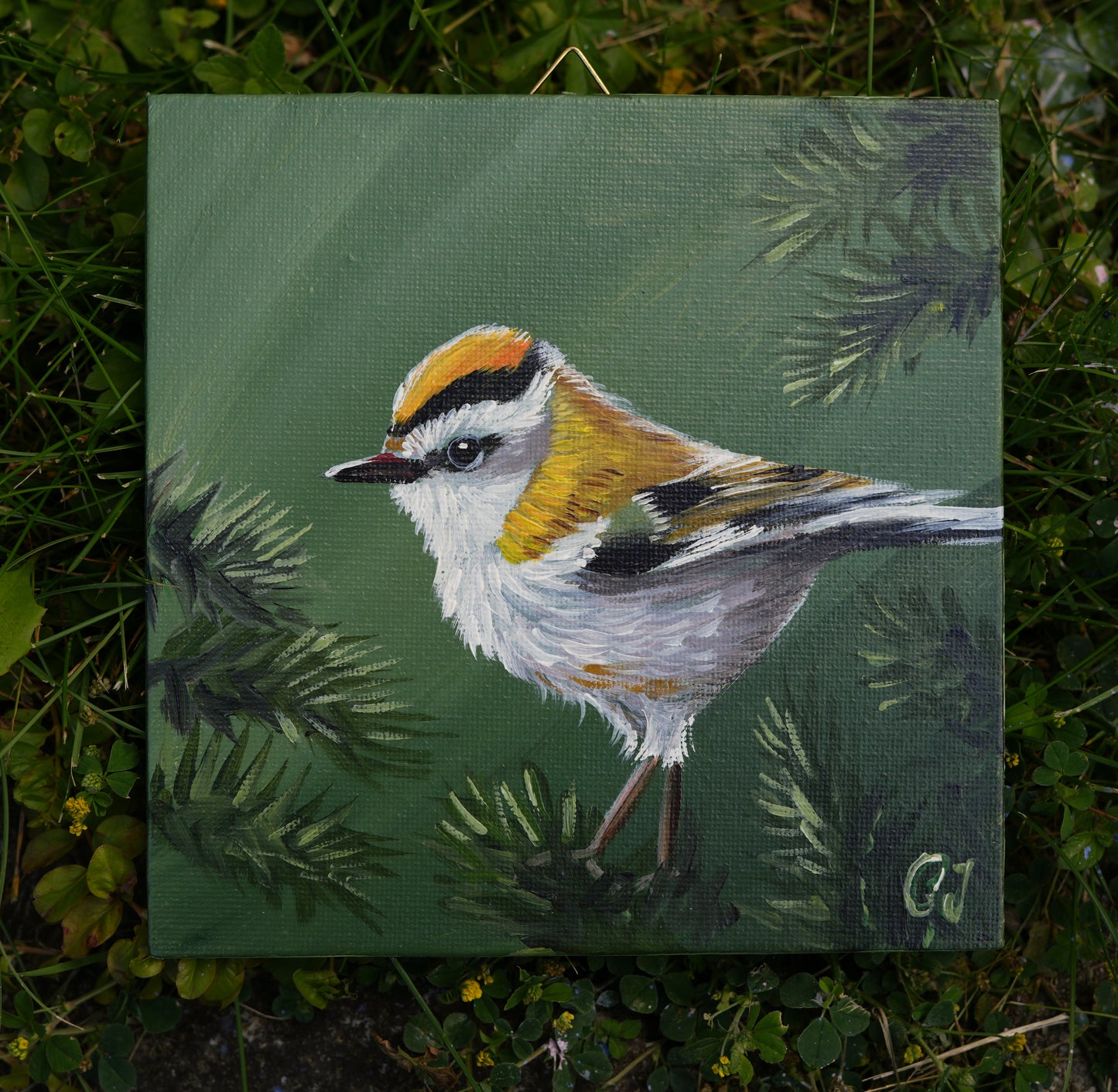 017/26 Sommergoldhähnchen Anni