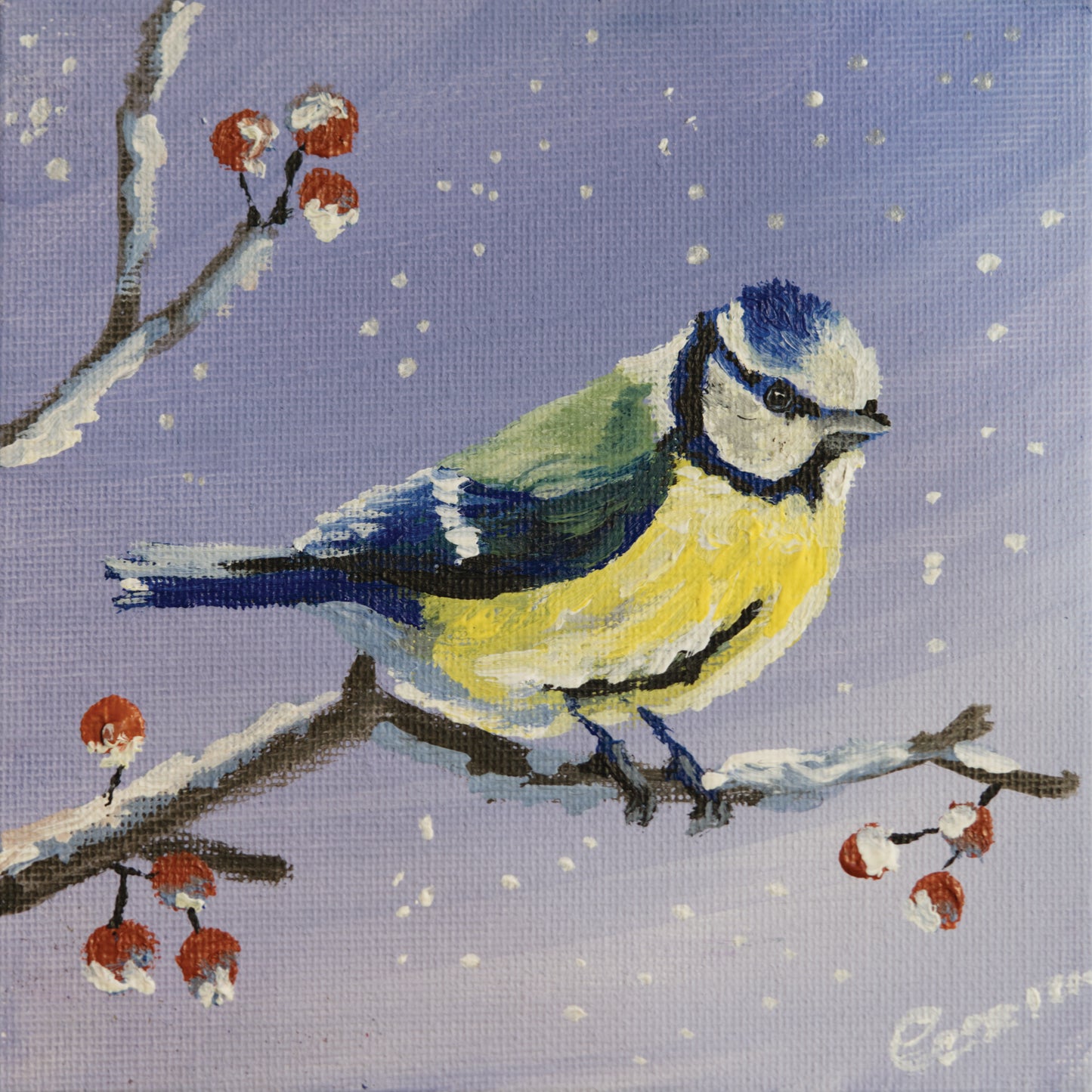 015/ Blaumeise Peter