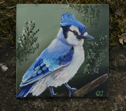 006/26 Blauhäher Blue