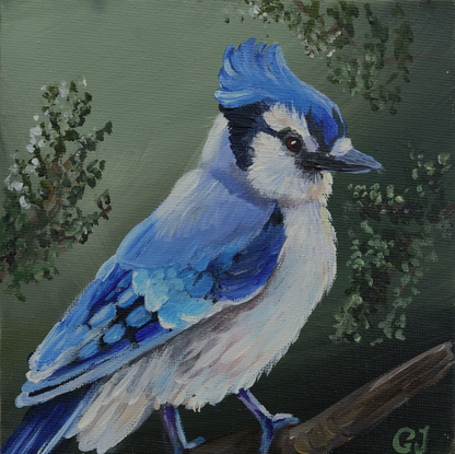 006/26 Blauhäher Blue