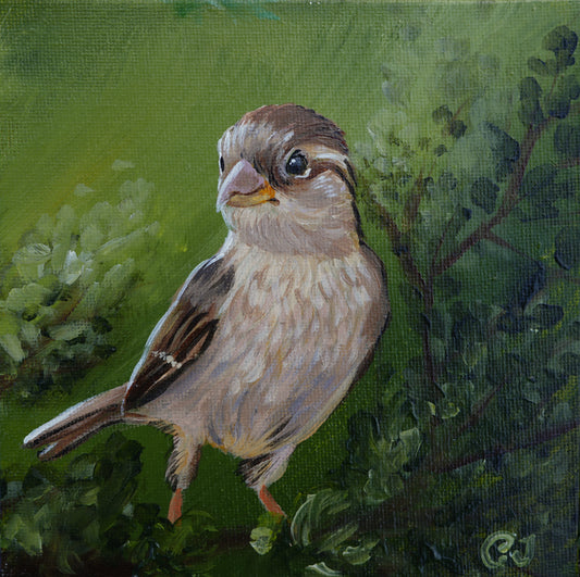 012/26 Spatz Sophie