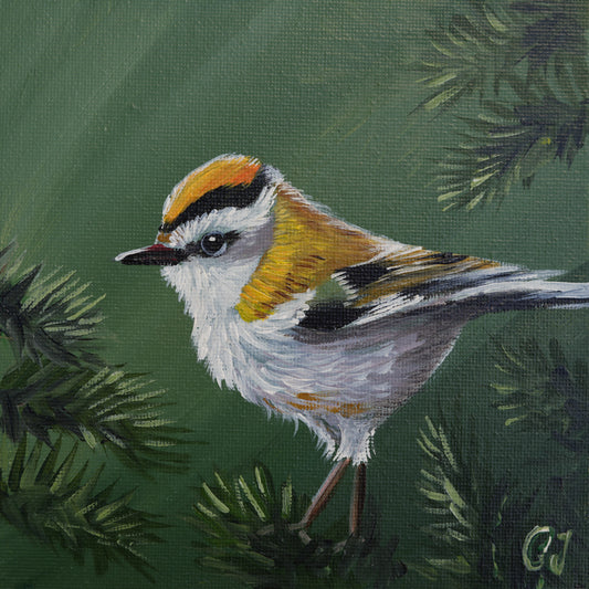 017/26 Sommergoldhähnchen Anni